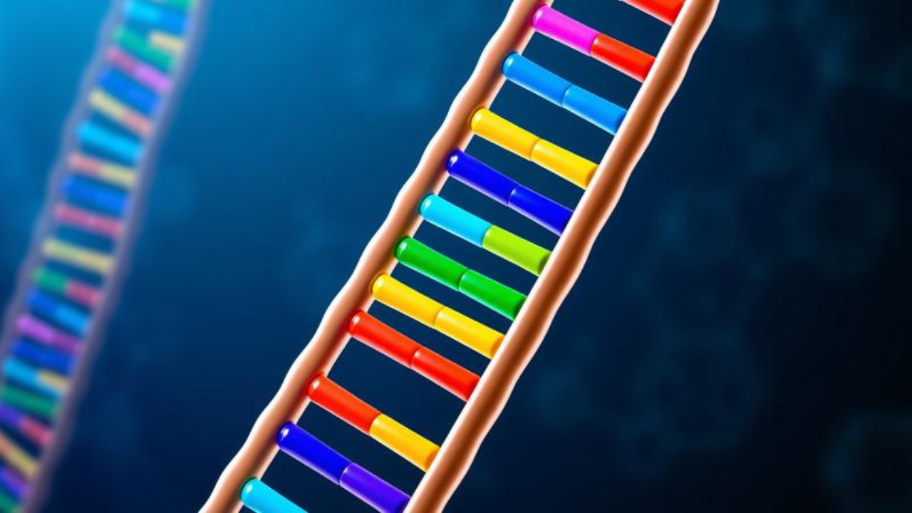 DNA Ladder Rungs Made Of? Simple Answer Inside